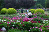 2018年5月14日，北京植物园芍药园内213个品种的近万株芍药，以及月季园内的树状月季均已进入盛花期，东西方两种爱情之花同时绽放争艳。