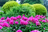 2018年5月14日，北京植物园芍药园内213个品种的近万株芍药，以及月季园内的树状月季均已进入盛花期，东西方两种爱情之花同时绽放争艳。这里的芍药种类繁多、花型丰富，皇冠型的“沙金冠顶”、蔷薇型的“粉玉奴”“紫蝶现金”、蔷薇型的“大富贵”等芍药品种在本周都已经进入盛花。在这里大家不仅能看到中国的芍药品种，众多欧洲、日本的芍药品种在这里都有展示。王保生/千龙图像/视觉中国