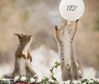 The squirrel bride replies with a balloon, on which 