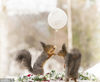 The squirrel groom presents a balloon, on which 