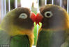 2008年2月14日，沈阳一家室内动物乐园内一对鹦鹉“爱意绵绵”。王齐波/视觉中国