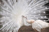 2013年6月24日，南京红山动物园内一雄性白孔雀展开洁白艳丽的尾屏，向附近一雌性白孔雀示爱。高殿华/视觉中国
