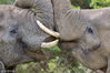 当地时间2013年11月21日，南非卡里埃加保护区，两头大象“接吻”。这一动人场景被摄影师Jacques Matthysen拍摄下来，Matthysen曾持续观察一个28头左右的象群，观察它们互相追逐并在地上打滚，年幼的小象可爱的举动常让Matthysen感到惊奇，成年大象们互相缠绕长长的鼻子仿佛在爱抚和拥吻。barcroftmedia/视觉中国