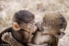2014年2月，肯尼亚，两只小猴子亲吻对方。barcroftmedia/视觉中国