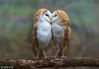 2016年9月9日讯（具体拍摄时间不详），英国沃里克郡，两只仓鸮在树林间相互依偎，互相蹭头，然而他们并不是情侣，而是一对姐妹。Leslie Arnott/视觉中国
