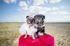 当地时间2015年5月17日，澳大利亚墨尔本，澳大利亚墨尔本一家动物救助机构为两只可爱的哈巴狗举行了盛大的婚礼，它们身上所穿的礼服也是价值不菲。婚礼现场各种鲜花、装饰、蛋糕应有尽有。该机构希望借助此次仪式为救助更多的狗狗募集资金。Newspix/Getty Images