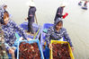 Farmers fish for crawfish at the Shrimp-Rice Symbiosis Demonstration Park in Mingzuling Town, Xuyi County, May 18, 2018.