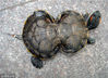 2008年4月23日，在安徽省淮北市相山中路一位老汉正在叫喊卖一只外型酷似葫芦形状的乌龟。长的像葫芦一样乌龟。李博/视觉中国