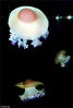 2014年3月11日消息（具体拍摄时间不详），英国斯卡伯勒，来自海洋生物中心的Charlotte Evans展示奇特的煎蛋水母。煎蛋水母是钵水母纲的海洋生物。“煎蛋”的名字来源于钟体的蝶形伞由性腺组织的白色包围了中央的黄色物质，形成了外表极为象形的煎蛋状。swns/视觉中国