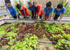 2017年5月31日，河南郑州，七年级学生在校园楼顶上的“阳光农场”查看苋菜的长势。
张涛/视觉中国