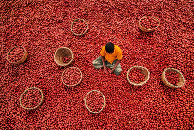 高颜值土豆！孟加拉红皮土豆大丰收 颜色鲜艳堪比西红柿