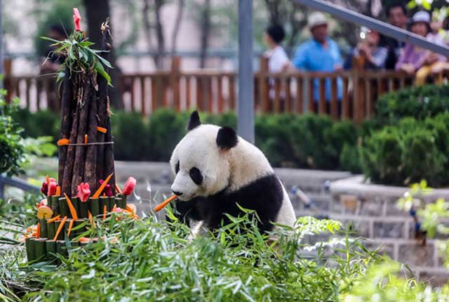 济南4岁大熊猫开生日趴  引游客围观