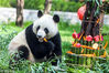2018年5月26日，济南，大熊猫“雅吉”迎来4周岁生日，动物保育员为大熊猫精心制作了由竹笋、胡萝卜、苹果等组成的专属蛋糕。