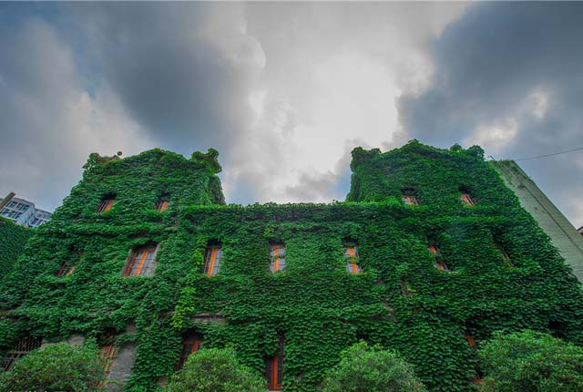 成都：绿色植物“疯长” 建筑“披绿衣”成一景