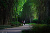 2018年4月23日，成都，望江公园里，竹林茂密绿径幽幽。