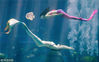 2018年4月28日，海南三亚，表演者打扮成美人鱼潜入10米深的大使环礁湖。