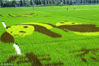 2018年6月8日，成都，4个巨大的图案“描绘”在绿意悠悠的稻田中。以大熊猫为主题的稻田景观，置身田间仿佛让你感觉走进童话般的世界。朱建国/视觉中国