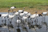 2017年7月10日， 黑龙江齐齐哈尔扎龙自然保护区，丹顶鹤嬉戏觅食。
扎龙国家级自然保护区位于黑龙江省齐齐哈尔市境内，面积21万公顷，1992年被列入“世界重要湿地名录”，主要保护对象为丹顶鹤等珍禽及湿地生态系统。世界上鹤类有15种，中国有9种，在扎龙自然保护区生活的就有6种，即丹顶鹤、白枕鹤、蓑羽鹤、白头鹤（繁殖鸟）、白鹤、灰鹤（旅鸟）。加上引进人工饲养的灰冠鹤、沙丘鹤、澳洲鹤、吐绶鹤、蓝鹤、黑冠鹤，鹤类已达12种，是世界上鹤类种类最多，数量最大的自然保护区。视觉中国/视觉中国