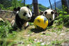 2018年6月5日，四川阿坝，两只熊猫宝宝正在玩足球。中国大熊猫保护研究中心/视觉中国