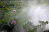 2018年6月13日，安徽黄山，歙县练江公园内拍摄的荷花。
