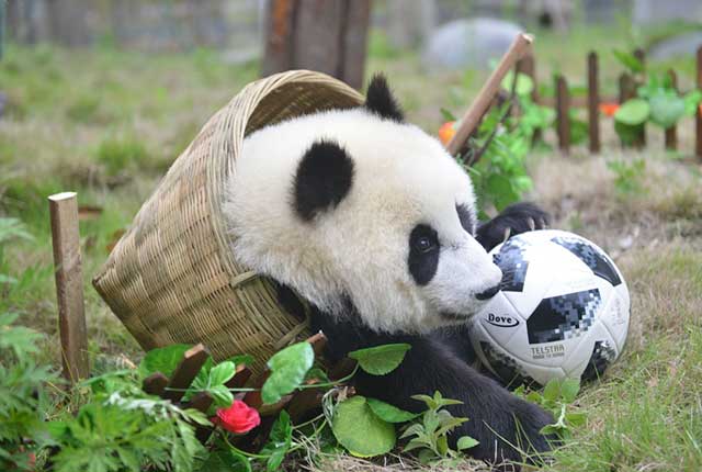四川阿坝：熊猫玩转世界杯开赛 “滚滚”集体踢足球