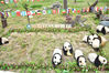 2018年6月10日，四川阿坝州，卧龙神树坪熊猫保护基地幼儿园，8只未成年熊猫开始了世界杯足球“大战”。