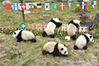 2018年6月10日，四川阿坝州，卧龙神树坪熊猫保护基地幼儿园，8只未成年熊猫开始了世界杯足球“大战”。