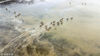 2018年6月15日，江苏盐城，麋鹿在茫茫的湿地上争夺今年王位的宝座。图为湿地上麋鹿。