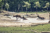 2018年6月15日，江苏盐城，麋鹿在茫茫的湿地上争夺今年王位的宝座。图为过河。