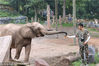2018年6月16日，重庆，饲养员曹绍福给大象喂小粽子吃。