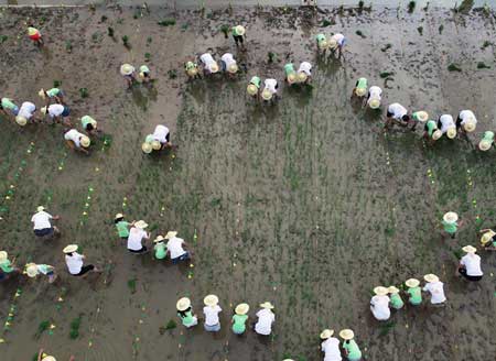 People practice rice seedling transplanting in E China