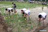 People practice rice seedling transplanting in the Zhonglou District of Changzhou, east China's Jiangsu Province, June 16, 2018. (Xinhua/Chen Wei)