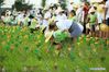 People practice rice seedling transplanting in the Zhonglou District of Changzhou, east China's Jiangsu Province, June 16, 2018. (Xinhua/Chen Wei)