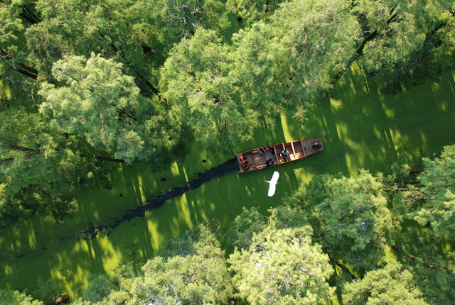 武汉：涨渡湖湿地水上森林满目苍翠 吸引游客前来游览
