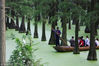 2018年6月17日，武汉市新洲区涨渡湖湿地的水上森林绿意盎然，满目苍翠，吸引不少的游客前来泛舟游览。