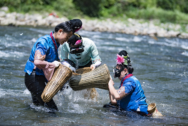 贵州黔东南：村民下河“倒鱼”“咾馍”过端午