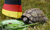 当地时间2014年6月16日，德国Schoenberg，“预言帝”乌龟Momario在德国色拉盘旁边。当日世界杯德国将与葡萄牙对决。CARSTEN REHDER/视觉中国