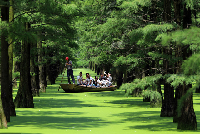 武汉“水上森林”成网红地 吸引游客盛夏“打卡”