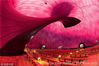 2013年10月15日消息（具体拍摄时间不详），日本宫城县，由英国雕刻家卡普尔和日本著名建筑设计师矶崎新共同创造的充气音乐厅名为“新方舟”（Ark Nova），位于宫城县松岛镇的公园。它全部展开后有18米高，35米宽，可容纳500名观众。整个音乐厅是用涂层聚酯材料制成的巨大紫色充气球。据悉，充气音乐厅很容易收起来，能到日本东北区的不同地点举办活动，“帮忙让人们聚集在一起”。此外，主办方会利用日本地震灾区受到损坏的雪松木材来制造音乐厅的座椅。Ark Nova/Exclusivepix