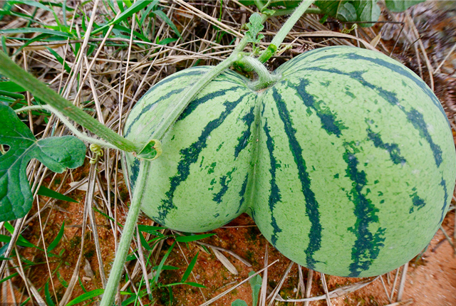 江西抚州一瓜农种瓜30余年 第一次种出并蒂西瓜