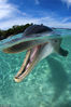 2010年12月22日消息，摄影师卡洛斯·威罗彻日前在洪都拉斯罗阿坦岛海域拍摄到了瓶鼻海豚对着他的镜头“微笑”的画面。这些海豚是经过训练的，普通人在教练的监督下就可以抚摸它。卡洛斯说，海豚的嘴部弧线让它看起来总是在微笑的样子，而相机镜头热爱微笑。
