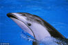 2016年9月27日，2头可爱的镰鳍斑纹海豚亮相天津极地海洋公园。镰鳍海豚是一种极具观赏性的海洋动物，因其背鳍前方有灰色条纹且向后弯曲形似镰刀而得名。多分布于北极附近海域和北太平洋、北大西洋等海域。