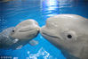 2017年02月10日，辽宁省大连市，情人节将临，大连老虎滩海洋公园极地馆的动物也在纷纷秀恩爱。图为两只白鲸亲吻。