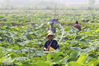 2018年6月8日，江苏省淮安市洪泽区西顺河镇藕、莲种植基地忙碌的景象。