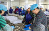 2017年6月9日。辽宁丹东。下岗村一海鲜加工厂，平均年龄60岁的奶奶们在加工花蛤。