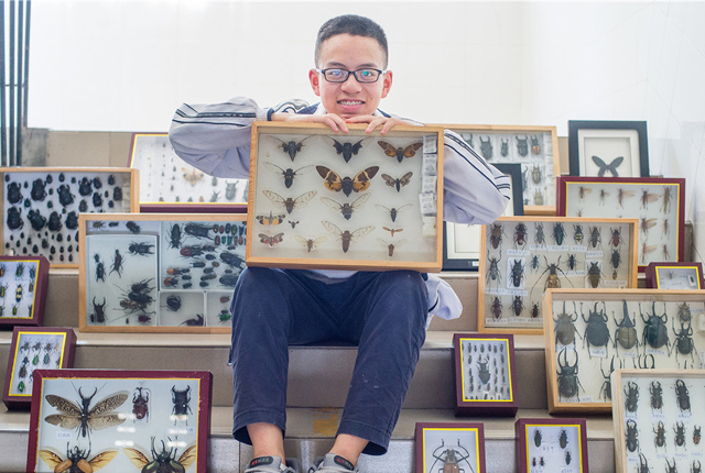 成都一中学生制作800枚昆虫标本 学校欲为其建造博物馆