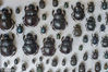 2018年5月25日，成都，熊昊洋收集制作的昆虫标本。