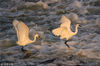 2018年7月8日，新安江上游安徽黄山市万安坝段水面上的白鹭。