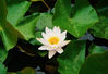 站在池塘河边，用一个特写镜头来欣赏一朵睡莲的确有些亮眼。
花瓣舒展，洁白如玉；蕊心娇黄，灿若金光。