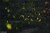 2018年7月11日，南京，仲夏之夜，成群的萤火虫在南京灵谷寺景区的树林中穿梭飞舞，流光溢彩的运动轨迹，美如夜晚的繁星，成为一道独特的风景线。
